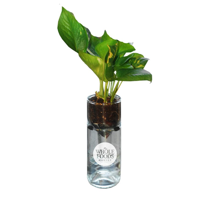 Upcycled Gardner Self Watering Clear Planter Kit - Main product view 1