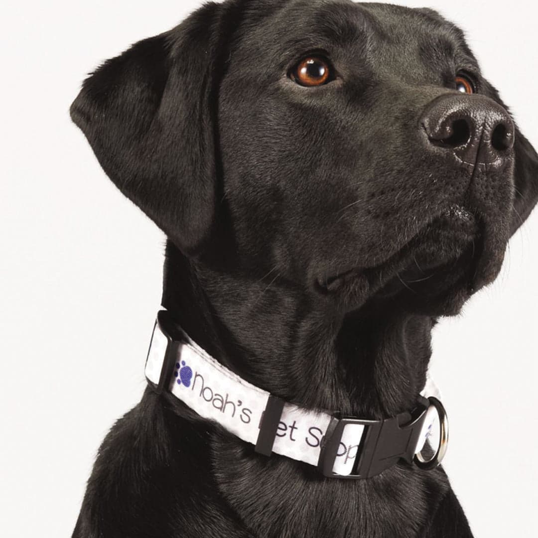 Doggo Adjustable Pet Collar 1 Inch Wide product image 2