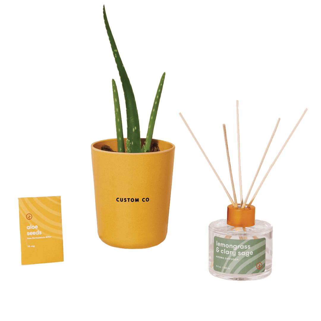Modern Sprout® Mindful Aloe Vera Grow Kit and Lemongrass Reed Diffuser - Main product view 1