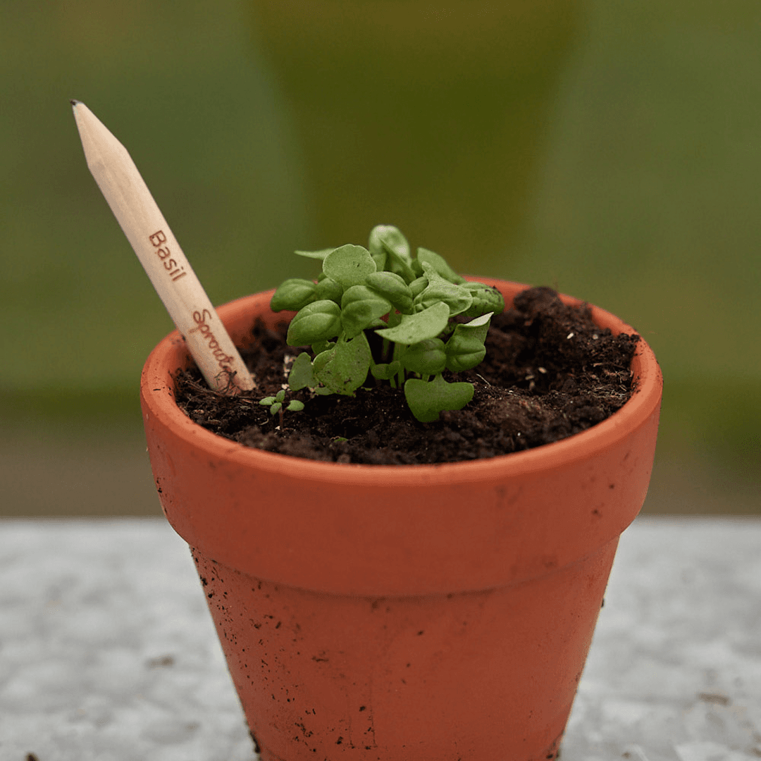 Pencil That Becomes a Plant With Custom Sleeve product image 3