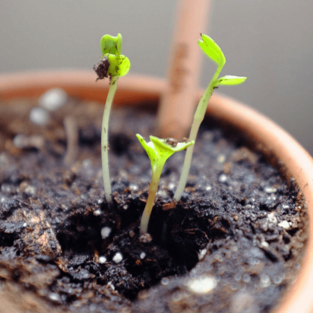Pencil That Becomes a Plant With Custom Sleeve product image 4